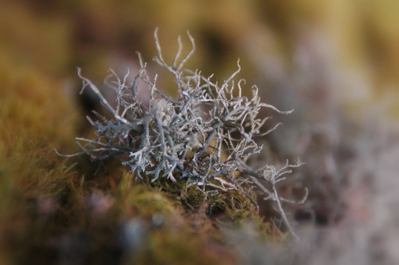 Lichens forestiers 3.3.2013 023
